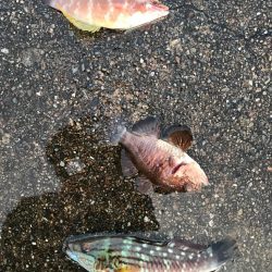 ベラとネンブツダイ