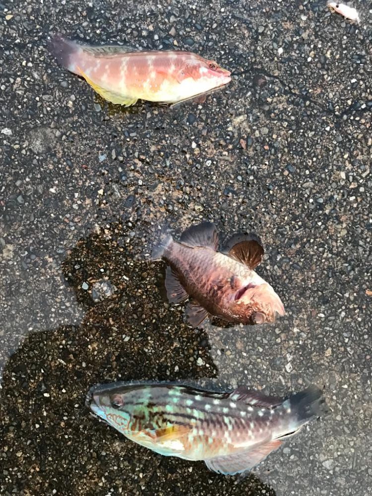 ベラとネンブツダイ