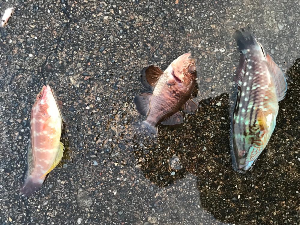 ベラとネンブツダイ