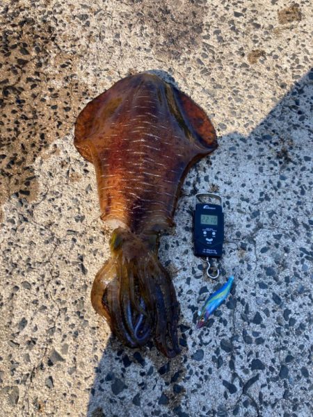 まだまだ釣れるアオリイカ