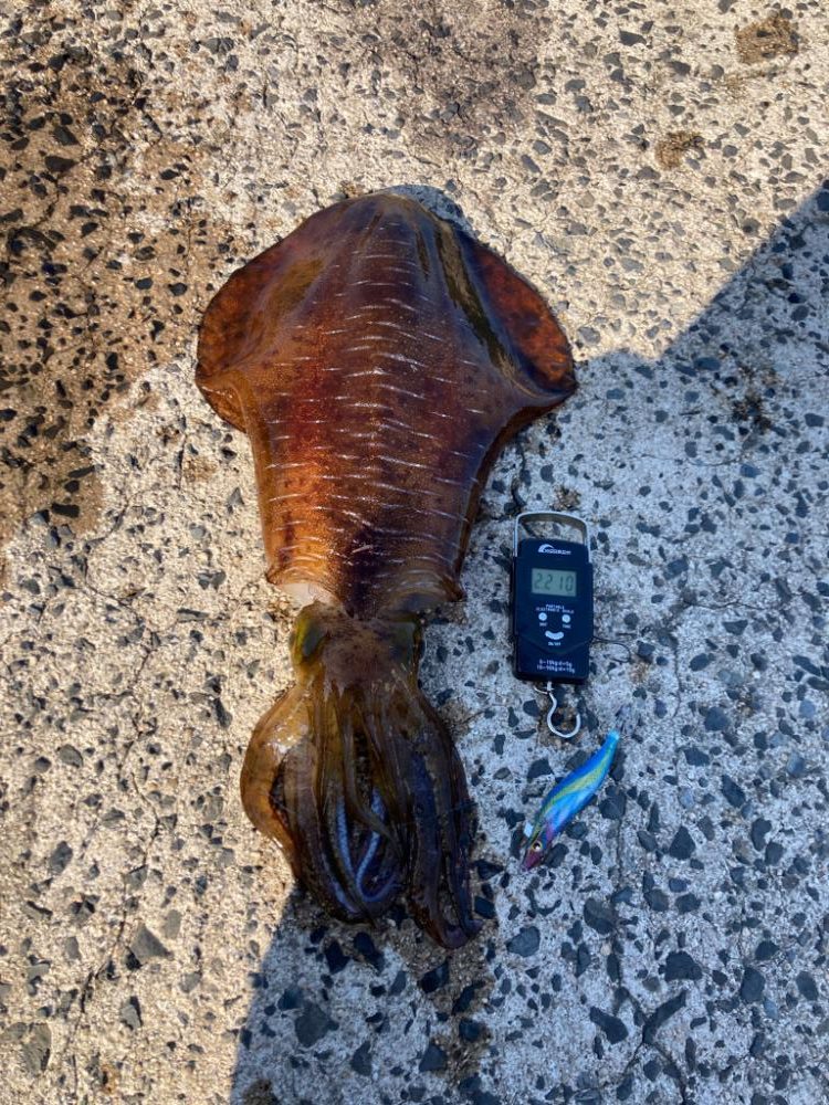 まだまだ釣れるアオリイカ