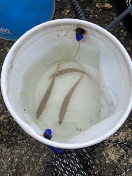 トリックサビキ