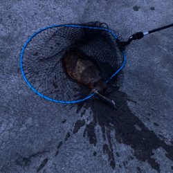 アオリイカはどこ？