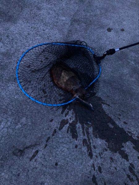 アオリイカはどこ？