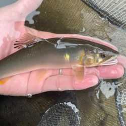 2023鮎掛け日誌6