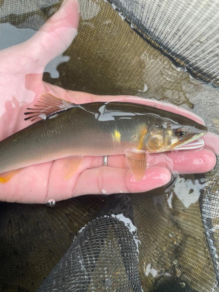 2023鮎掛け日誌6