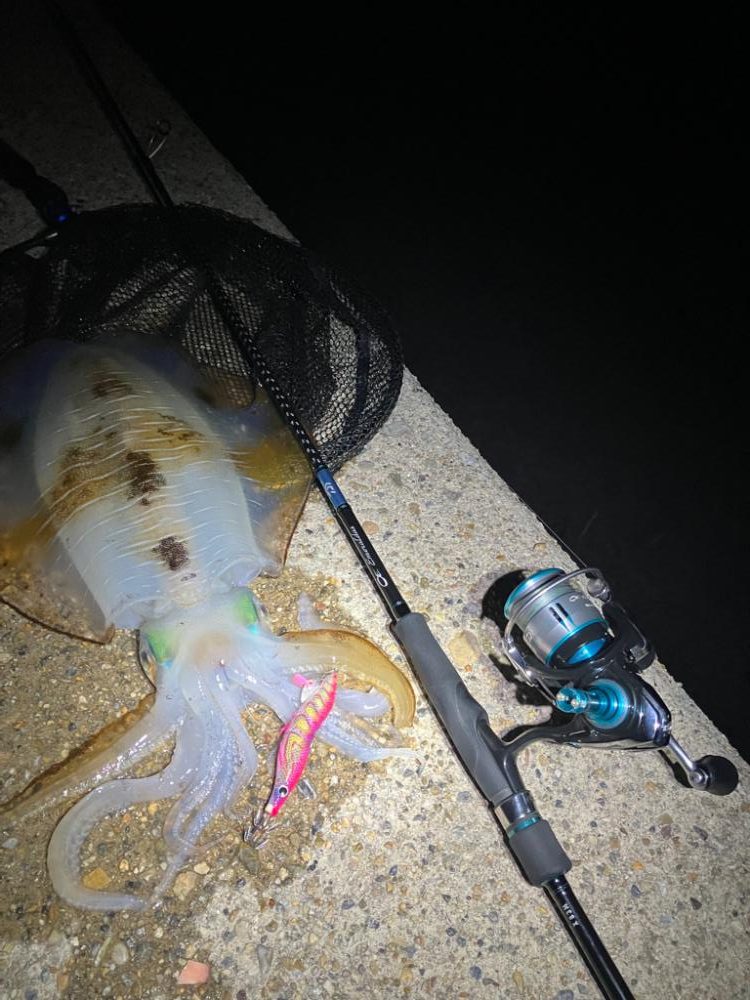 やっと今季2杯目のアオリイカ!(^^)