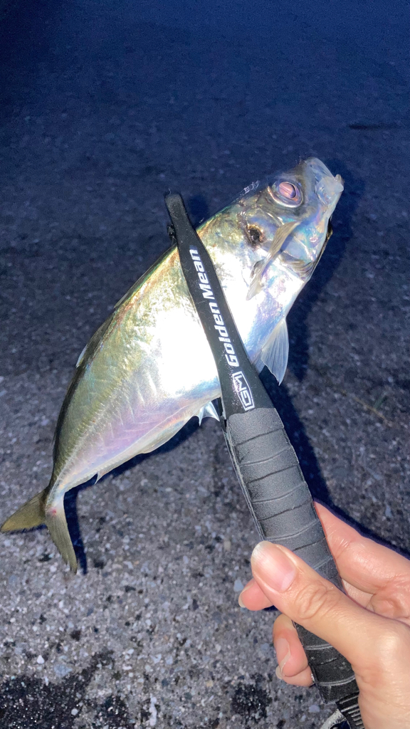デカ鯵狙い