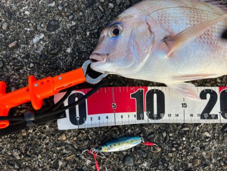 小さいけど真鯛！