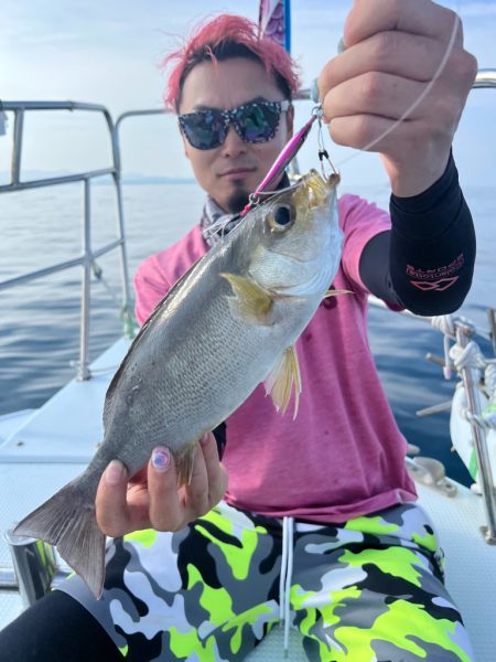 今が旬のSLJでイサキ