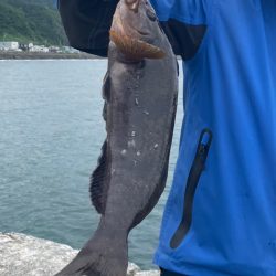 道南、ロックフィッシュ