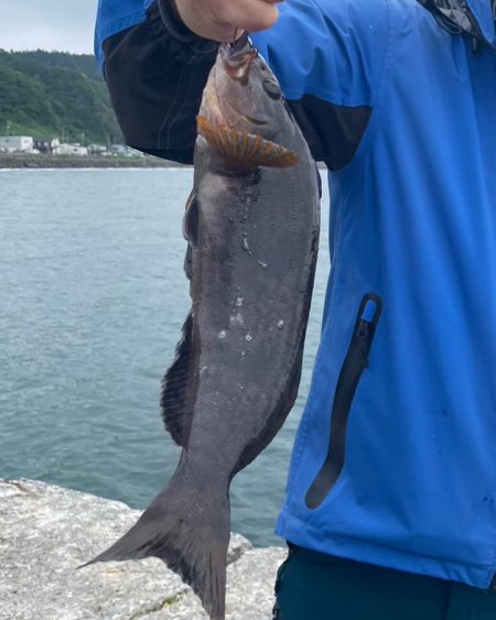 道南、ロックフィッシュ