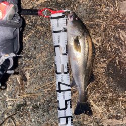 リバーシーバス