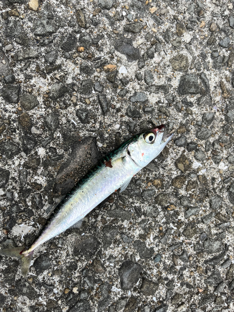 垂水漁港で根魚フィッシング