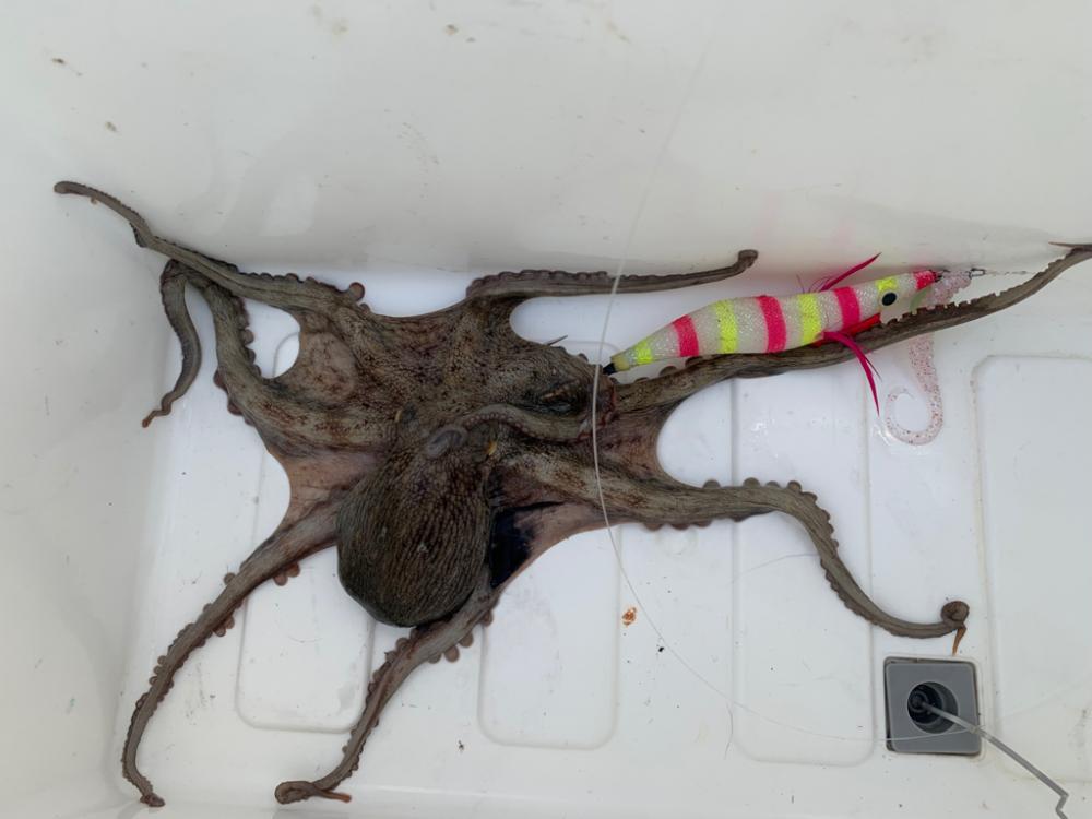 なんでも釣れる大阪湾