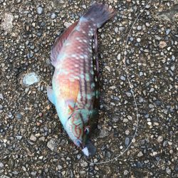 いろんな魚が釣れます♪