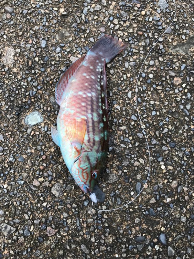 いろんな魚が釣れます♪