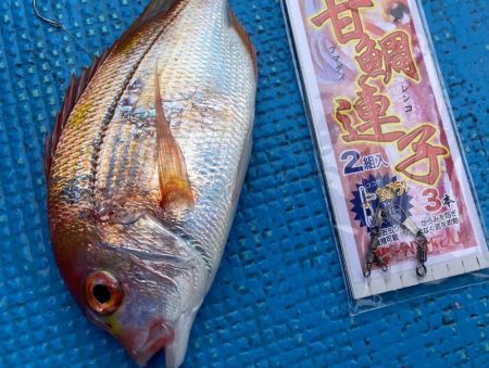敦賀☆魚イカメタルリレー便