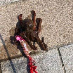 今年初のマダコ