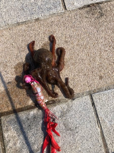 今年初のマダコ