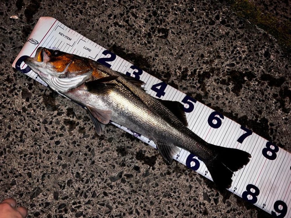 バイブレーションのリフトアンドフォールでスレがかり