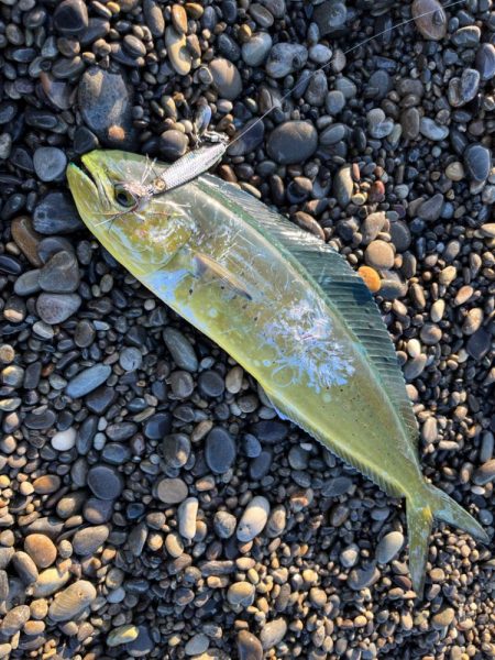 楽しめる季節到来