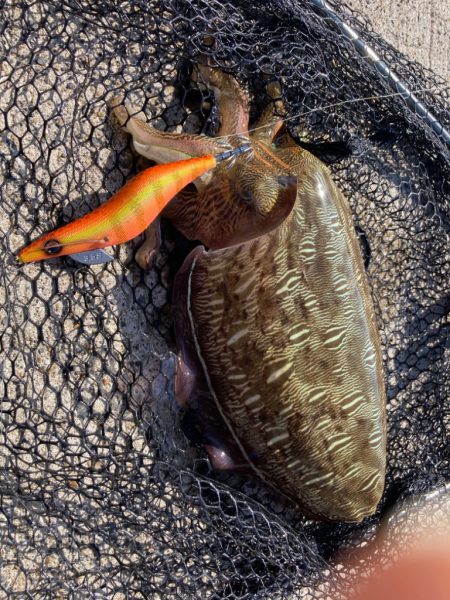 娘と配達デート、帰りにエギング