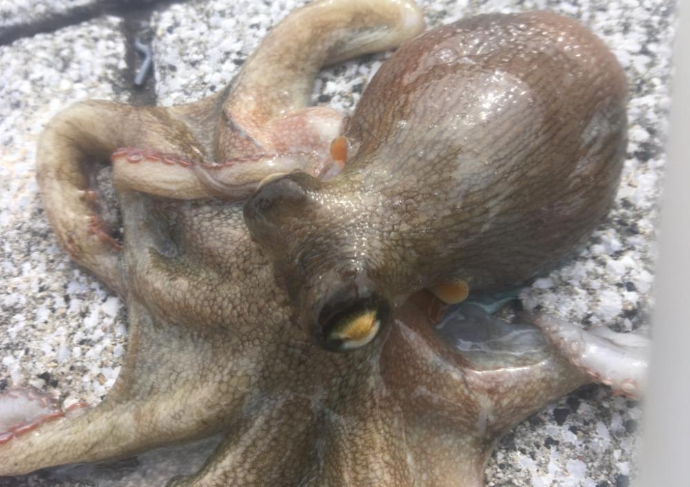 ようやくマダコ