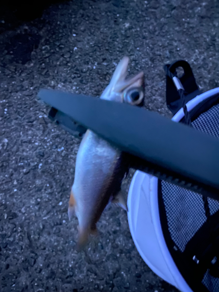 初ダイソールアー