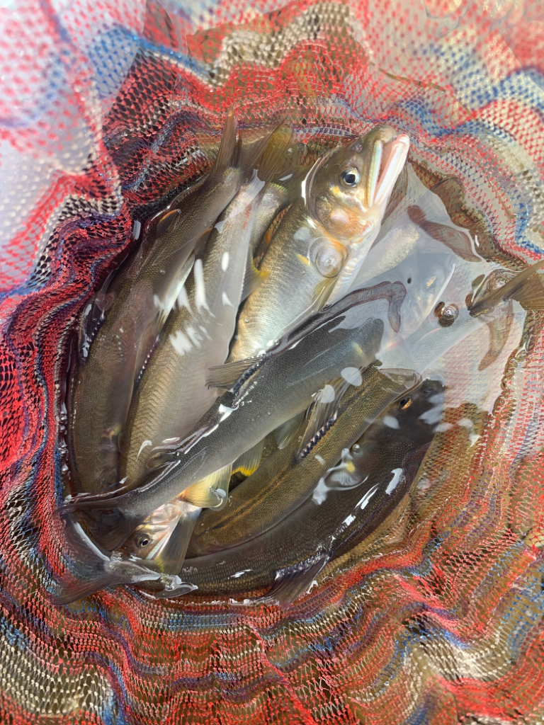 初めての鮎釣り