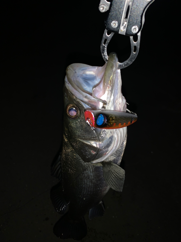 ２ヶ月ぶりのシーバスちゃん