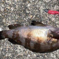 メバル入れ食い！