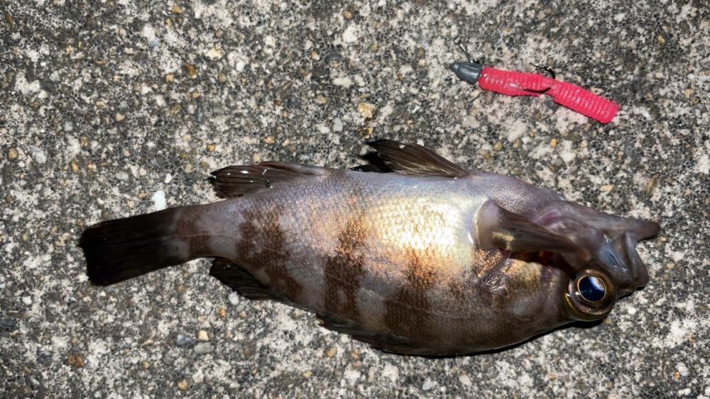 メバル入れ食い！