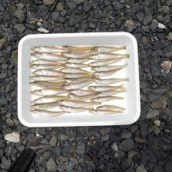 ピンギス無限ループat栗田