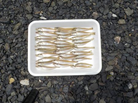 ピンギス無限ループat栗田