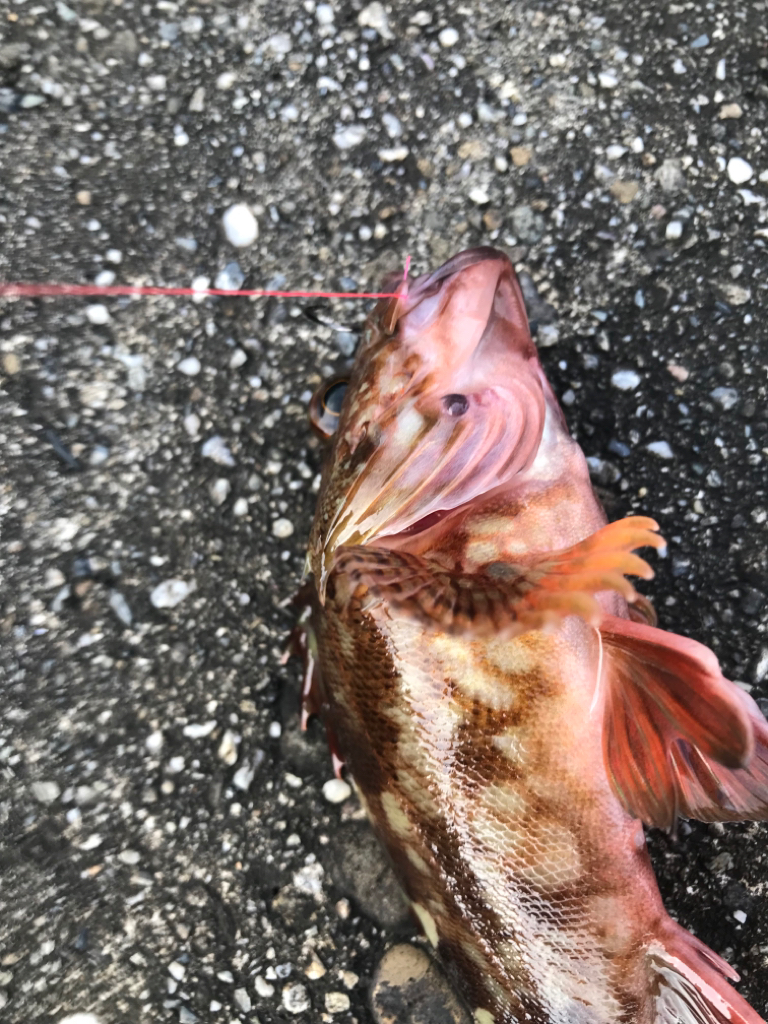 大きくなれよ！