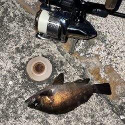 爆風メバリング