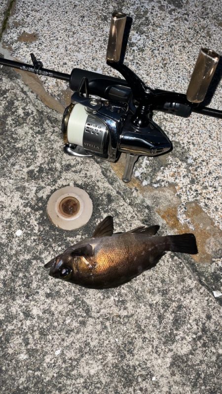 爆風メバリング