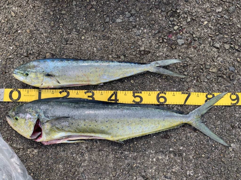 やっと出ました