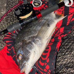 ヘチってきました