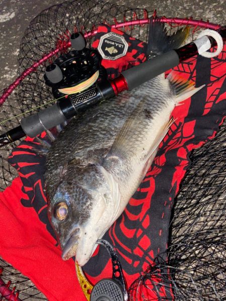 ヘチってきました