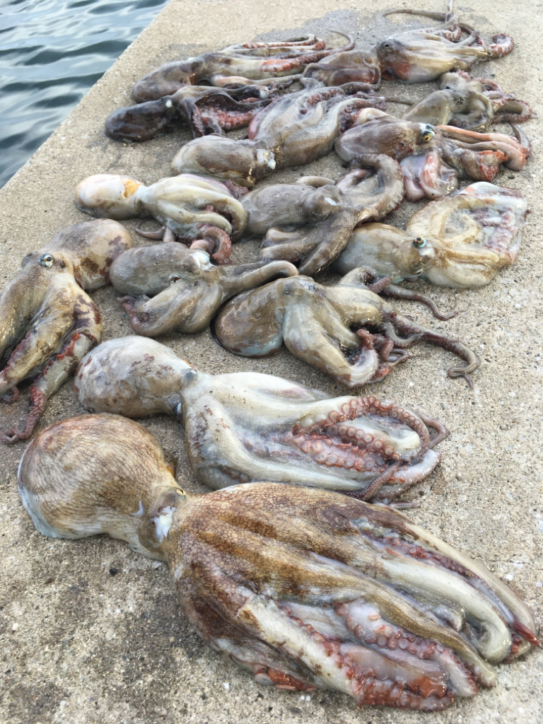 【タコフィネス】 南港で4690g、計14杯。