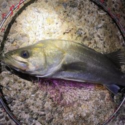 茶色の海シーバス