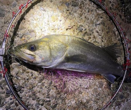 茶色の海シーバス