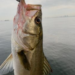 朝マヅメシーバス　3本