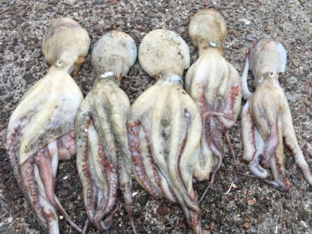 【タコフィネス】 中型狙いで5杯1500g…