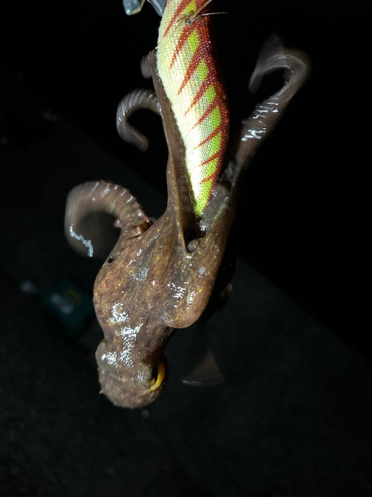 オクトパッシング+チョイ投げ