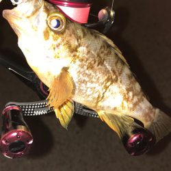 明石港メバリング