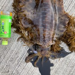 アオリイカ 1.9kg