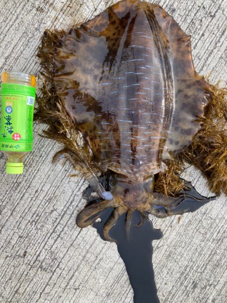 アオリイカ 1.9kg